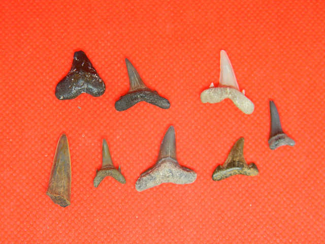 sharkteeth